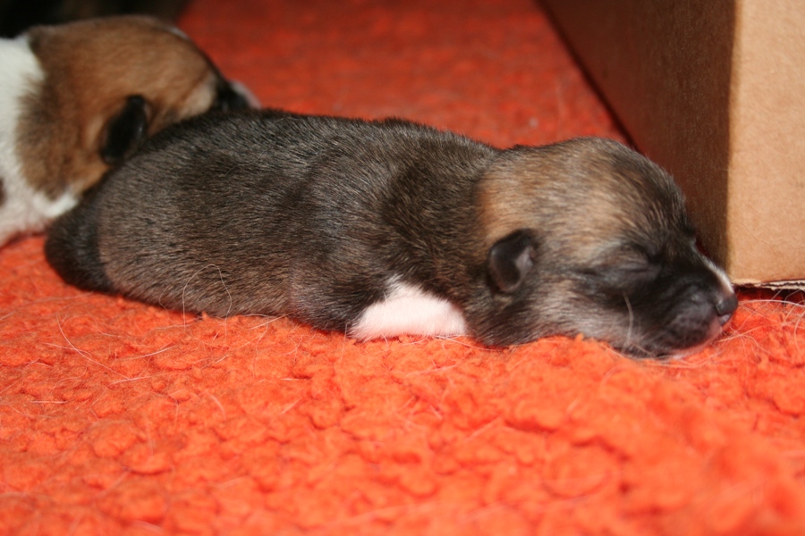 Puppies